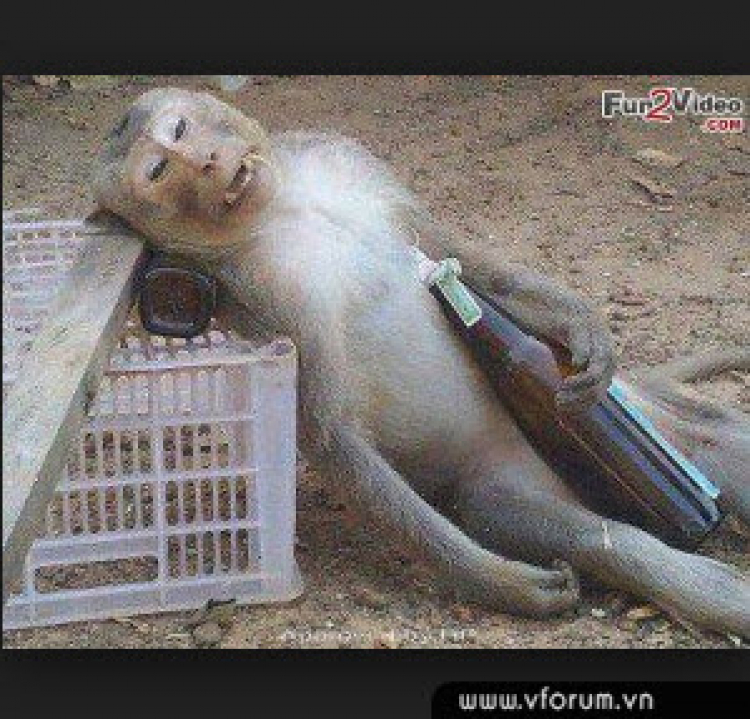 Sắp tết và vấn đề rượu bia