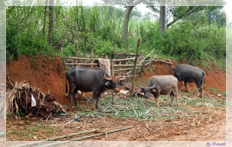 Dã Ngoại tháng 10 OSHN: Mai Châu mùa em thơm nếp xôi!!!