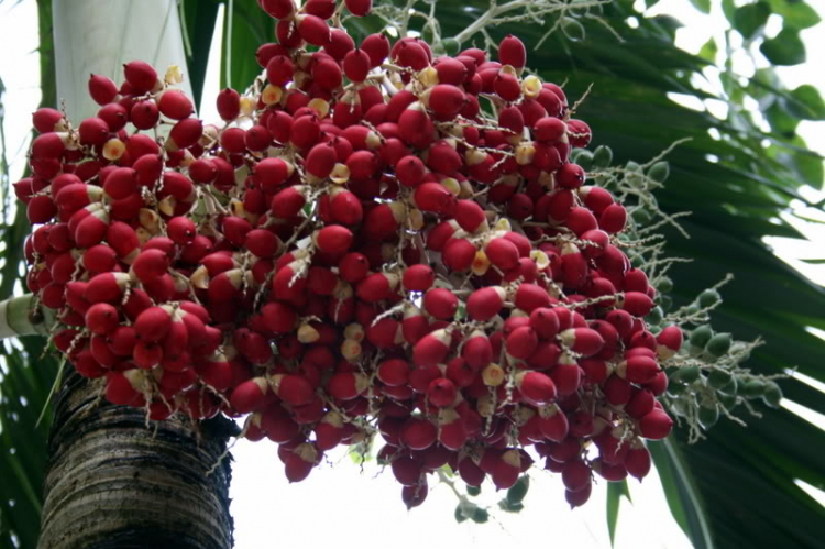 Nam du ký- hồi ức 1 chuyến đi. Nam du ký- hồi ức 1 chuyến đi.