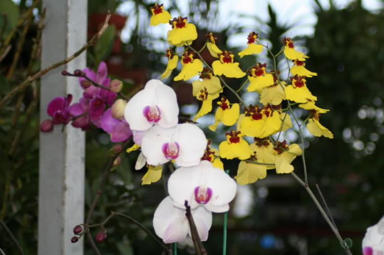 Nam du ký- hồi ức 1 chuyến đi.
