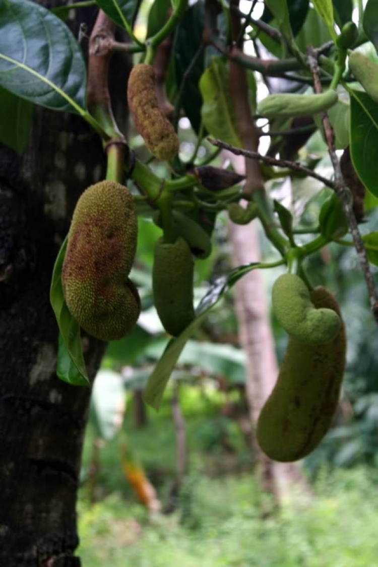 Nam du ký- hồi ức 1 chuyến đi. Nam du ký- hồi ức 1 chuyến đi.
