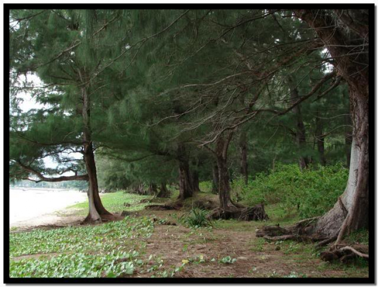 Côn Đảo hoang sơ và quyến rũ Côn Đảo hoang sơ và quyến rũ