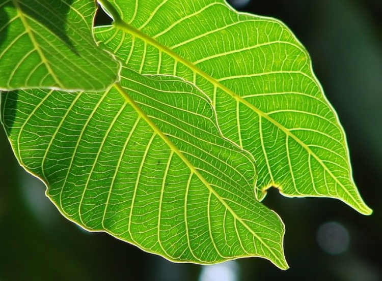 Quê hương em