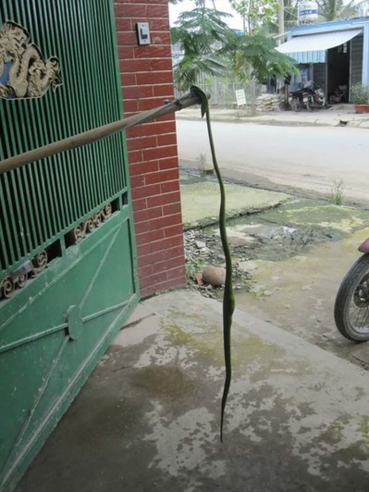 Mở nắp capo máy e tí chết Mở nắp capo máy e tí chết