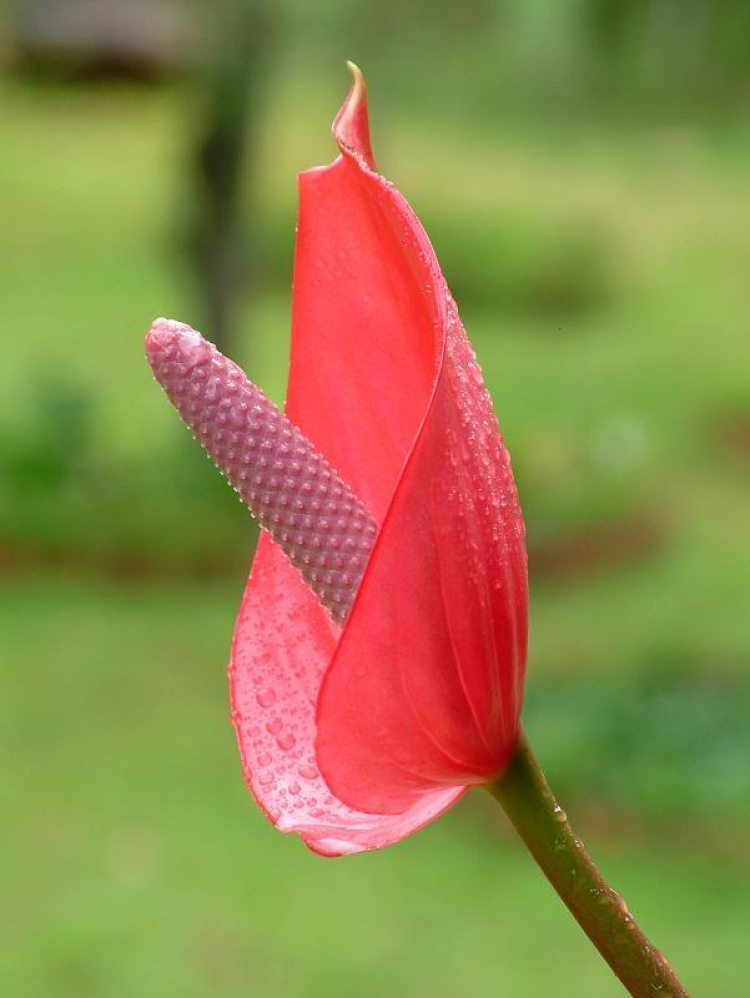 Giông giống