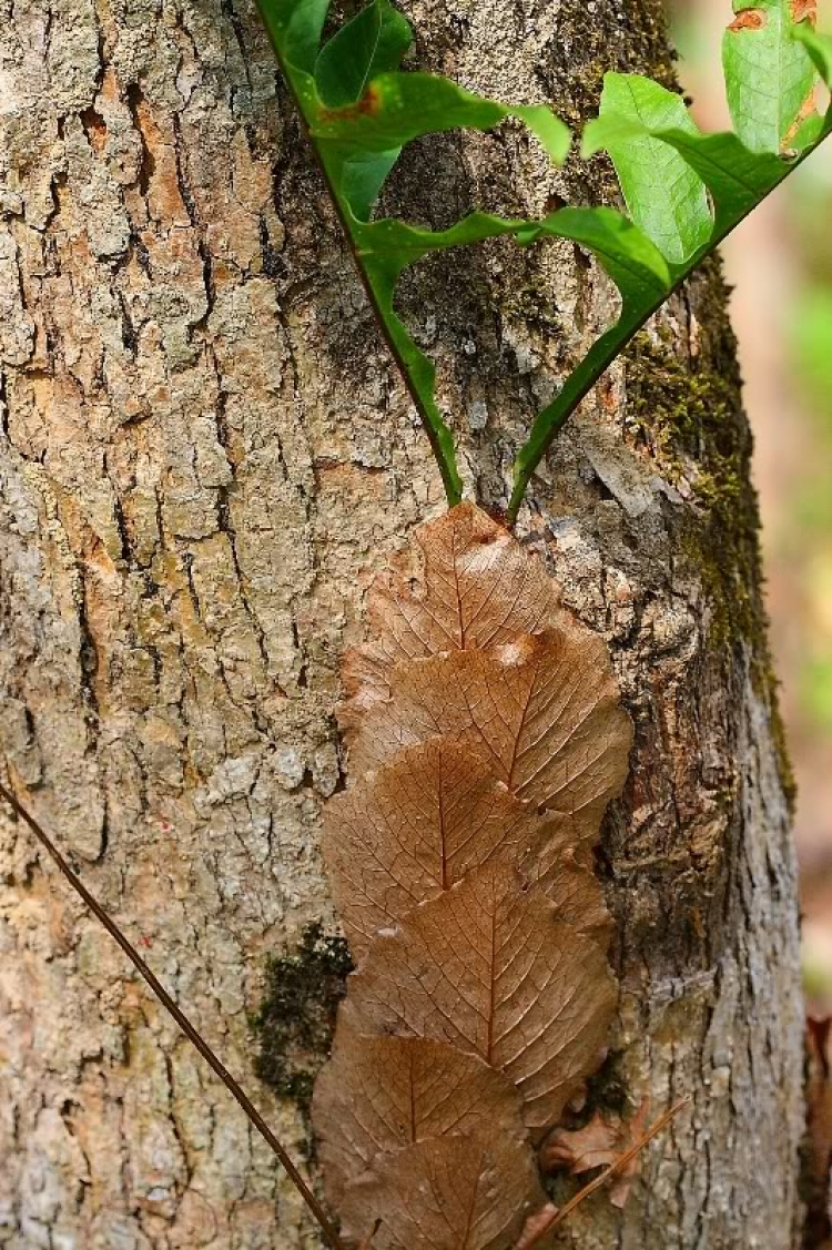 Điểm du lịch: Thác Mai