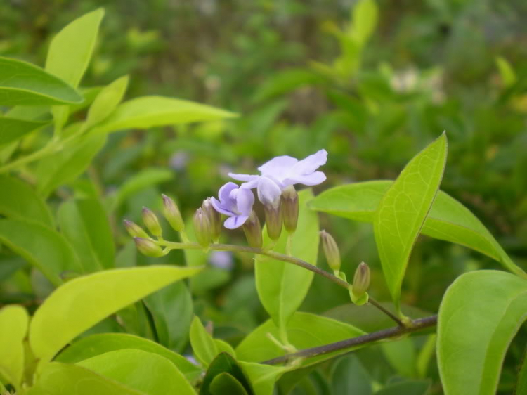 Macro với súng bắn chim