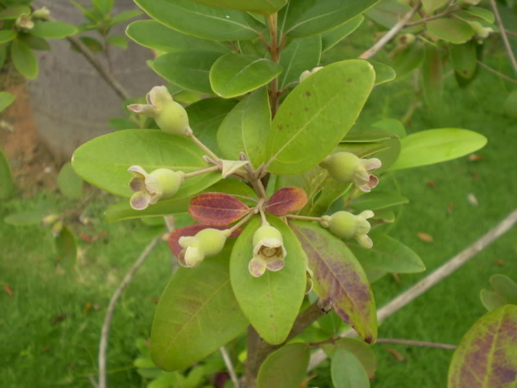 Macro với súng bắn chim