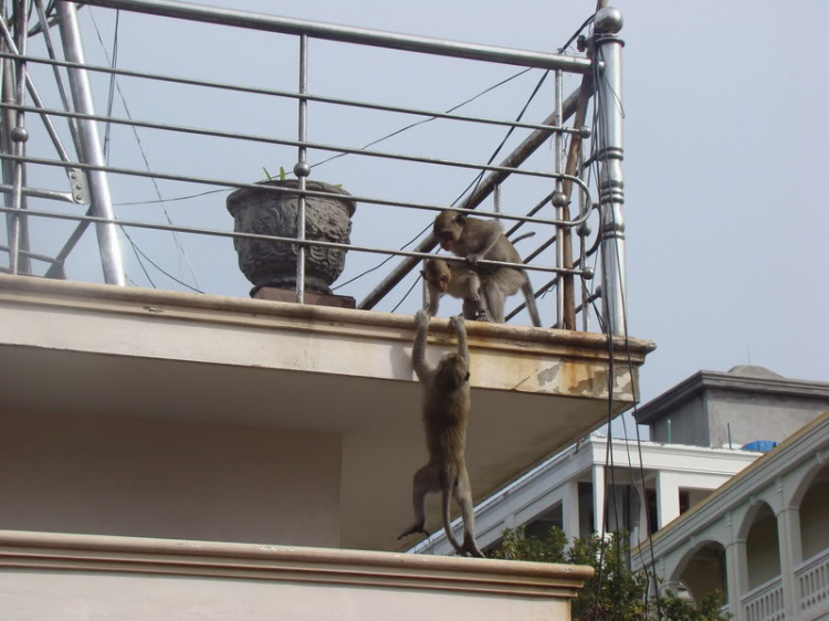 không phải hoa, không phải người