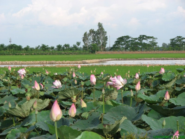 Phòng truyền thống-LƯU GIỮ HÌNH ẢNH-offline VỀ MIỀN TÂY