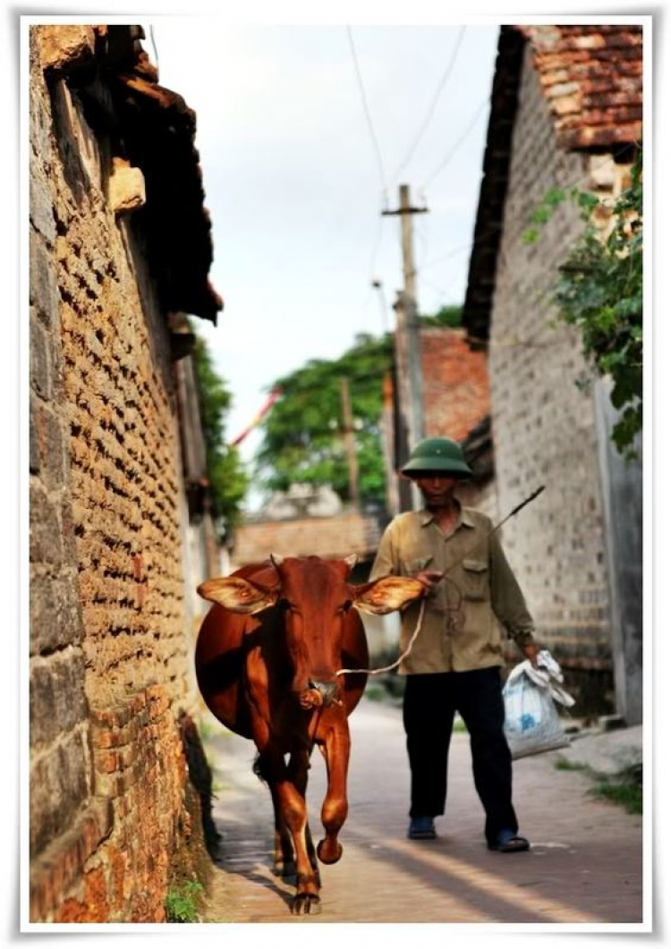Đường Lâm - Hà Nội, làng cổ ngày đầy tháng.