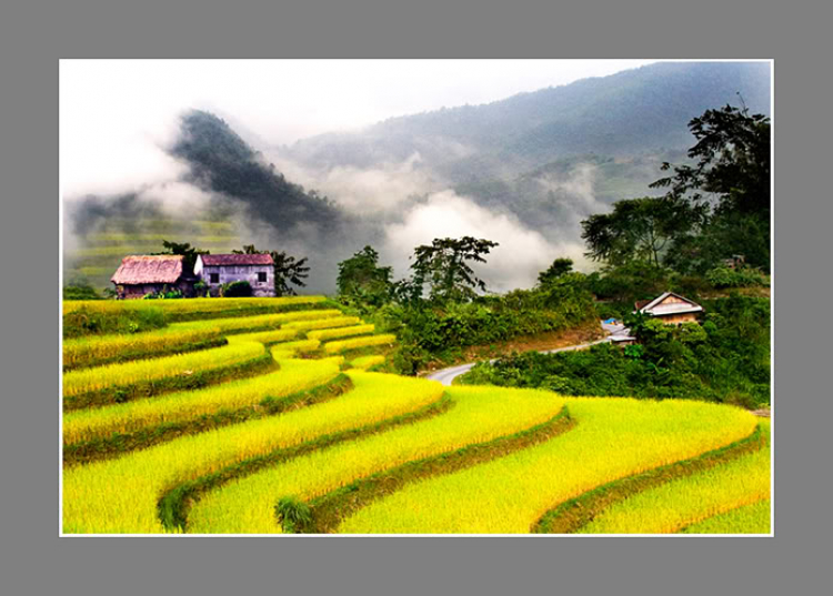 PHONG CẢNH VN