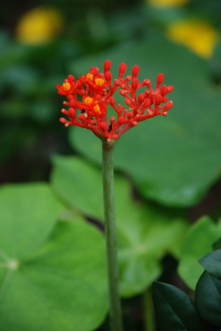 Ảnh Hoa