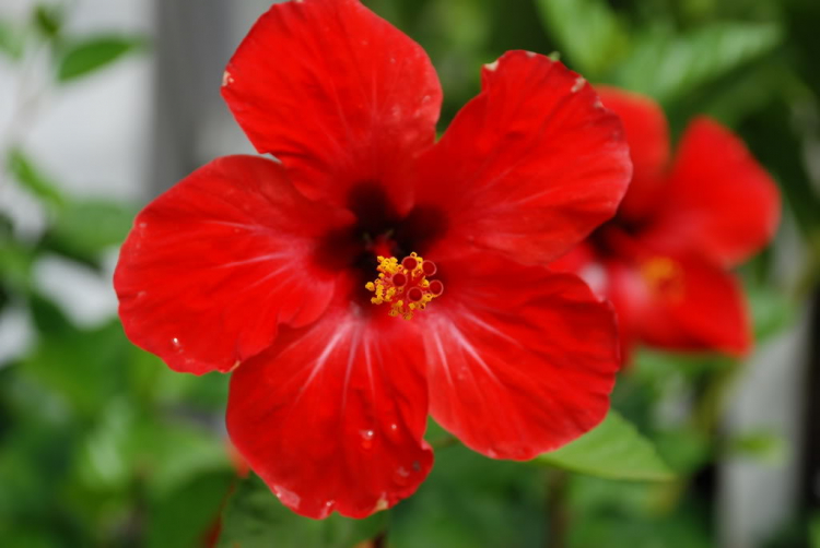 Ảnh Hoa