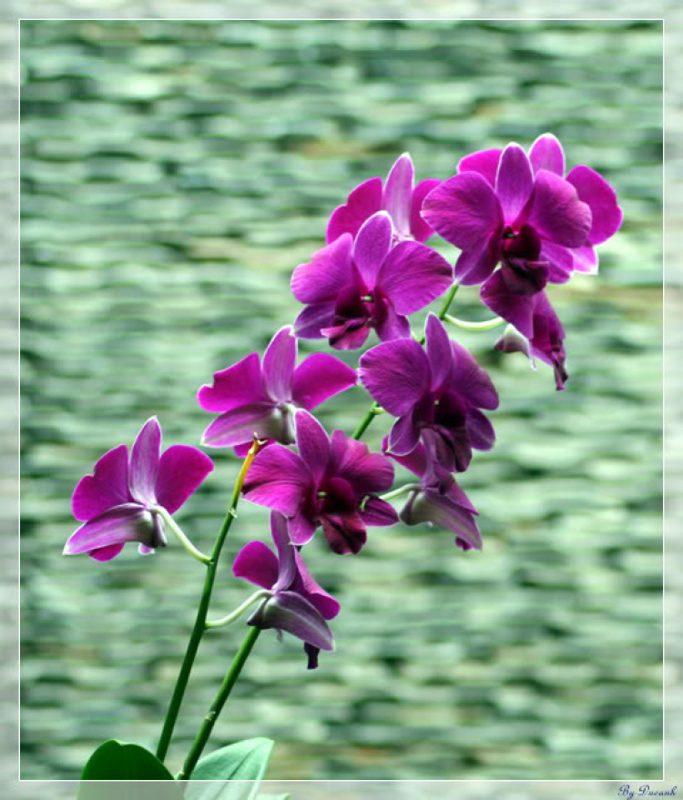 Ảnh Hoa