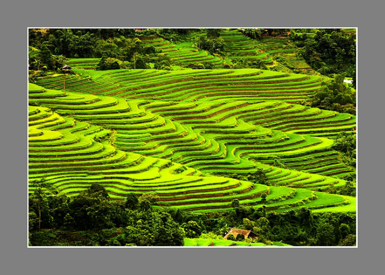 PHONG CẢNH VN