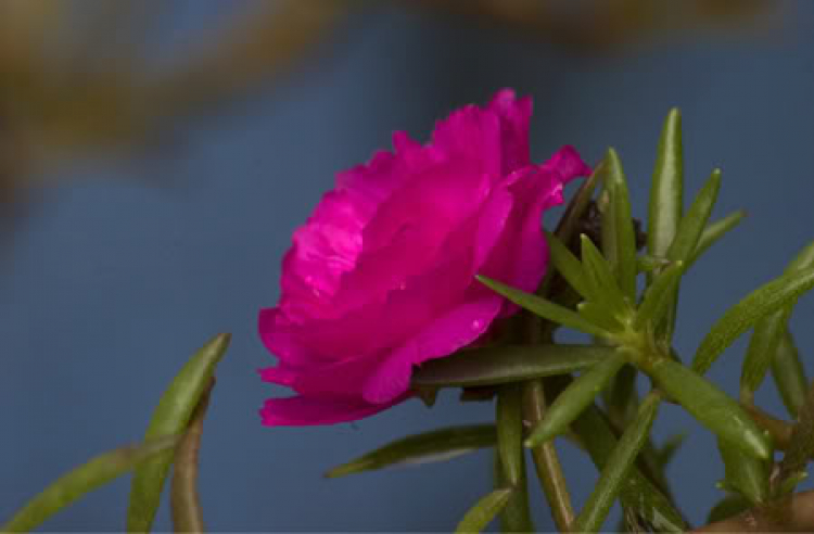 Ảnh Hoa