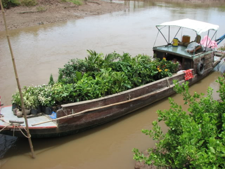 buồn quá, em lại Miền Tây...Bạc Liêu: 02.09.08