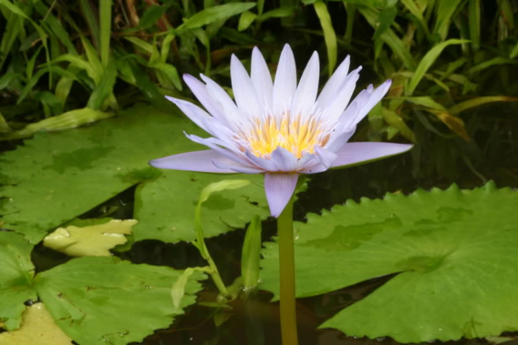 Ảnh Hoa