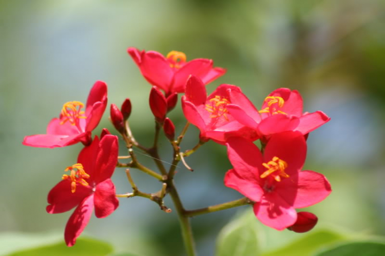 Ảnh Hoa