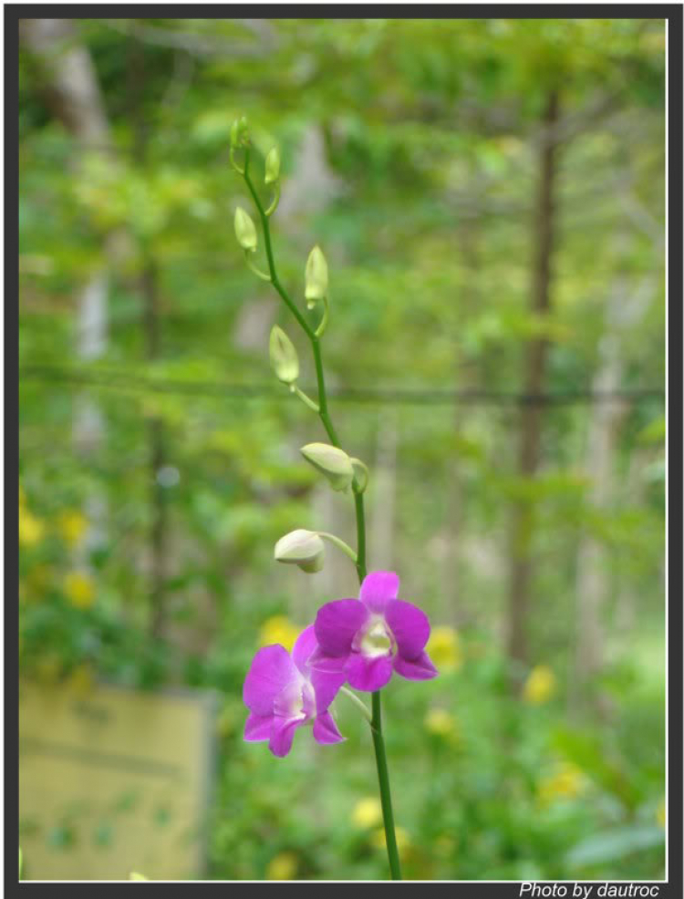 Ảnh Hoa