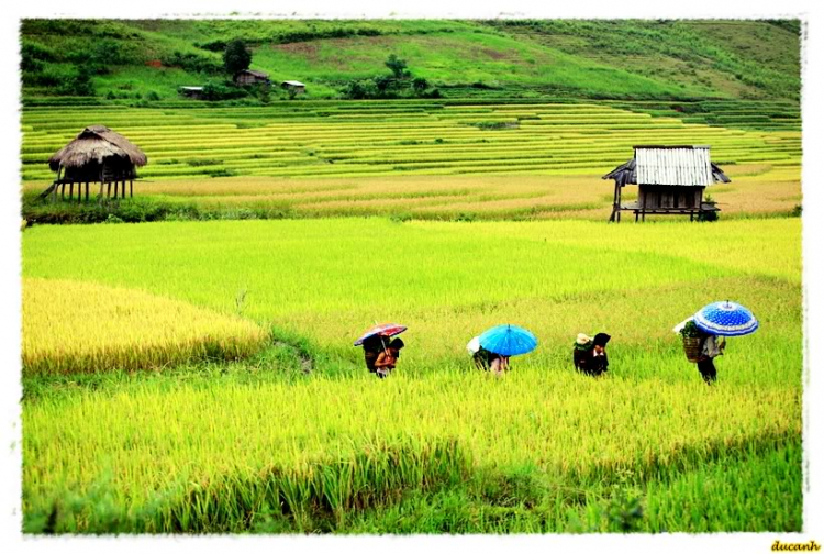 Lúa chín Tú Lệ - Mù Cang Chải.