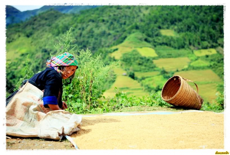 Lúa chín Tú Lệ - Mù Cang Chải.