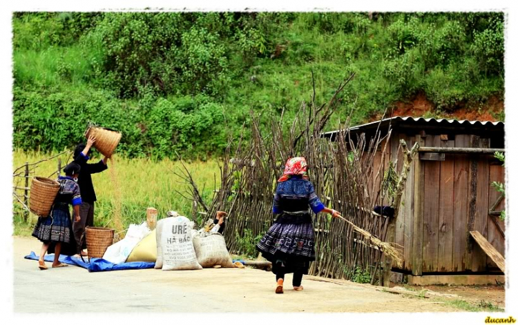 Lúa chín Tú Lệ - Mù Cang Chải.