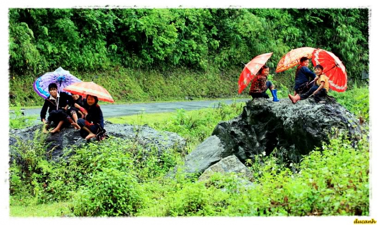 Lúa chín Tú Lệ - Mù Cang Chải.