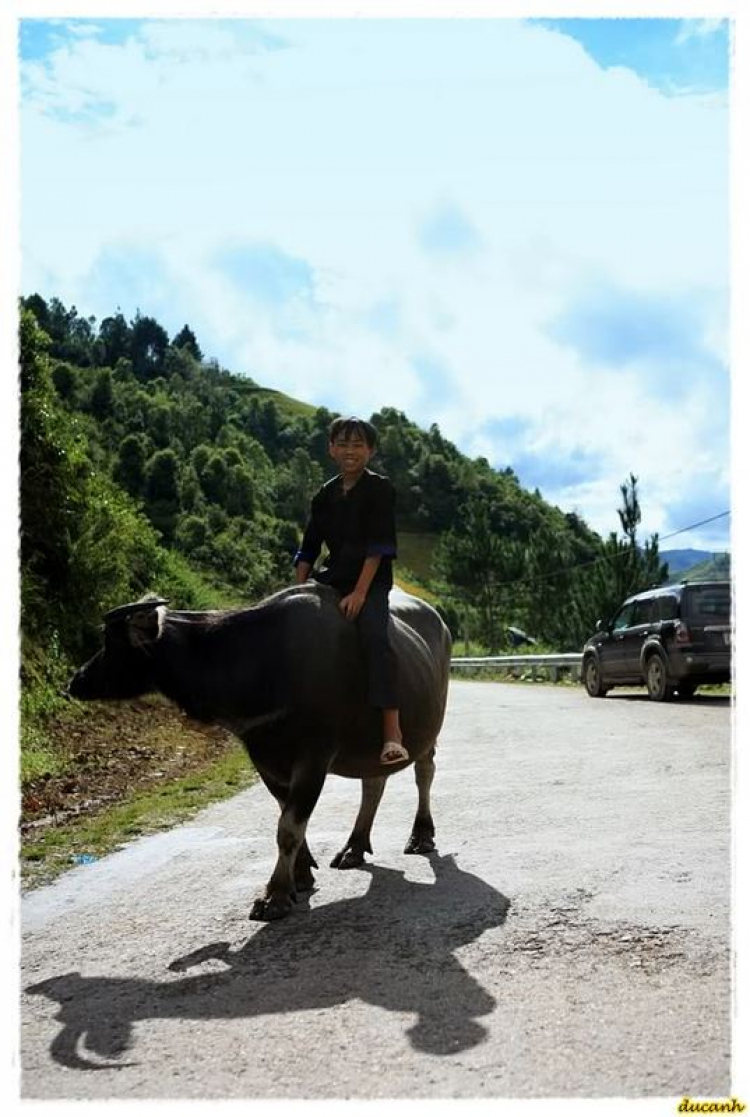 Lúa chín Tú Lệ - Mù Cang Chải.