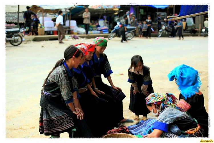 Lúa chín Tú Lệ - Mù Cang Chải.