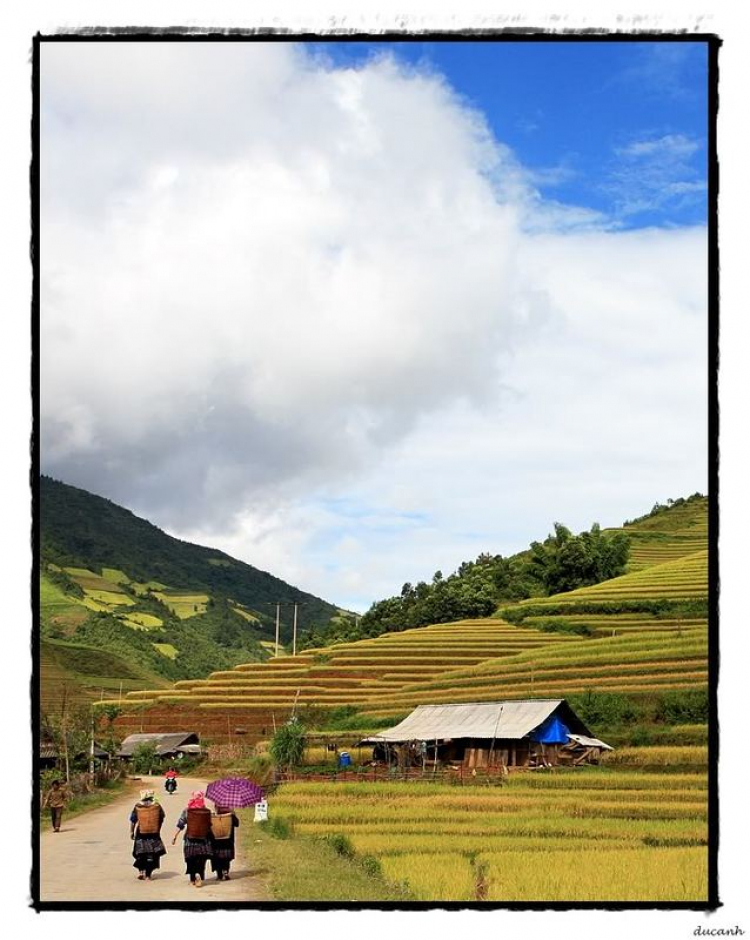 Lúa chín Tú Lệ - Mù Cang Chải.