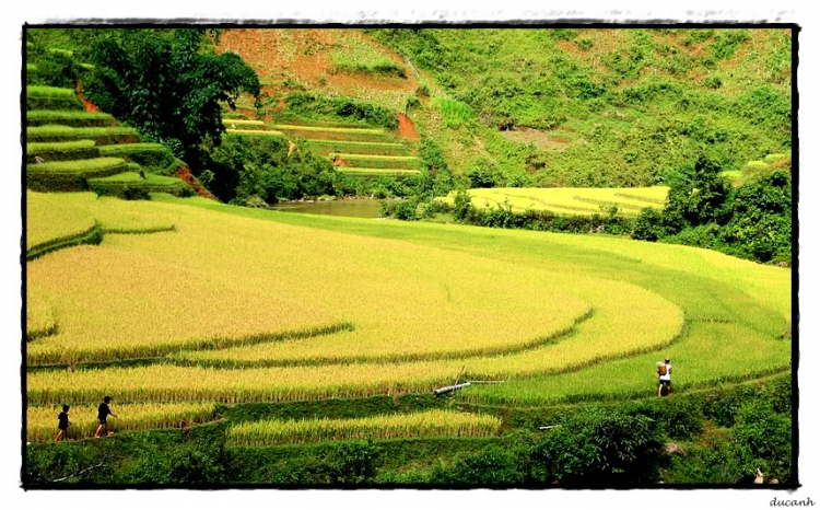 Lúa chín Tú Lệ - Mù Cang Chải.