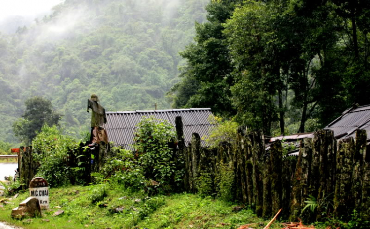 Lúa chín Tú Lệ - Mù Cang Chải.