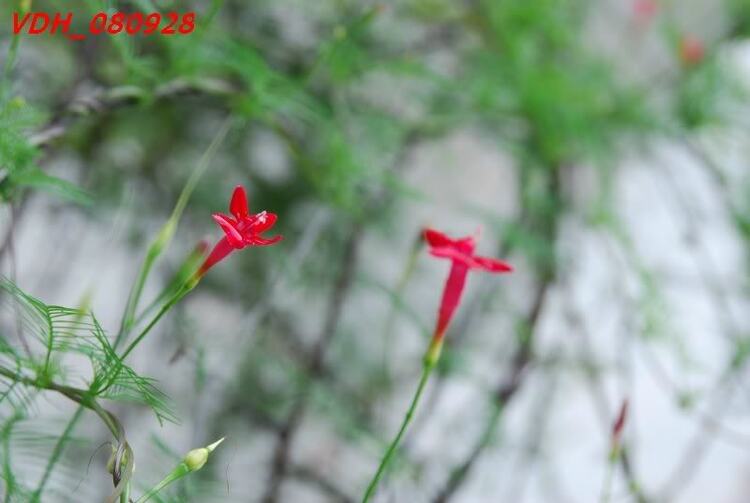Ảnh Hoa