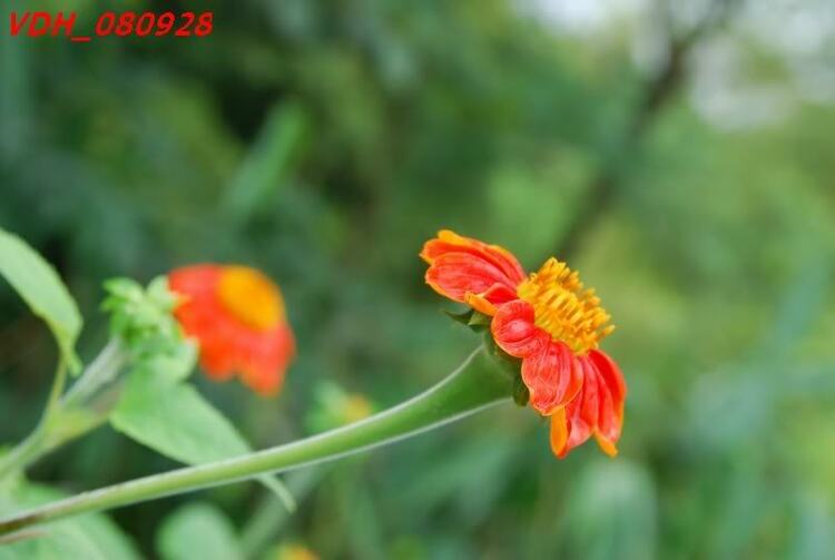 Ảnh Hoa