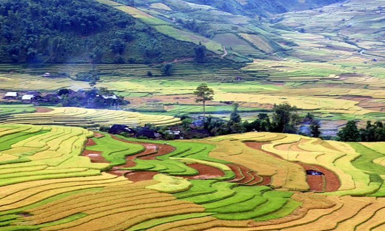 Lúa chín Tú Lệ - Mù Cang Chải.