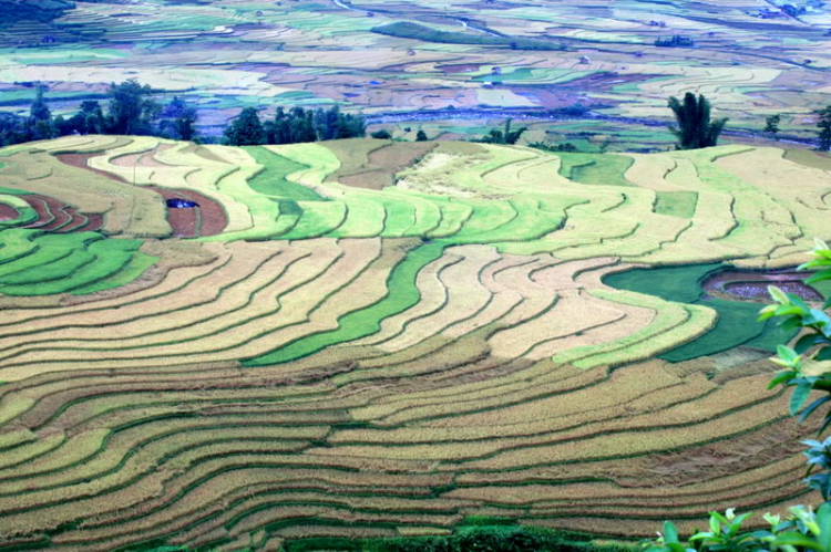 Lúa chín Tú Lệ - Mù Cang Chải.