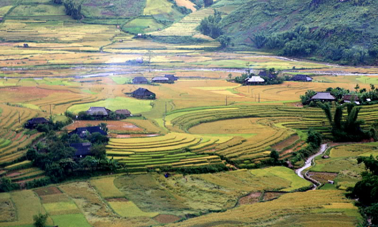 Lúa chín Tú Lệ - Mù Cang Chải.