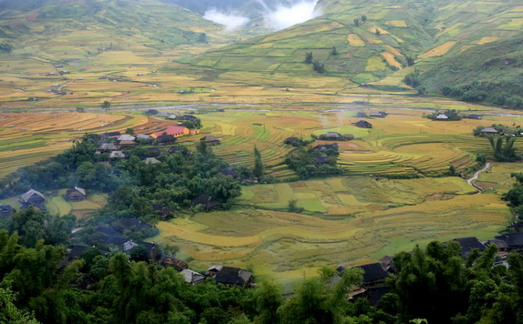 Lúa chín Tú Lệ - Mù Cang Chải.