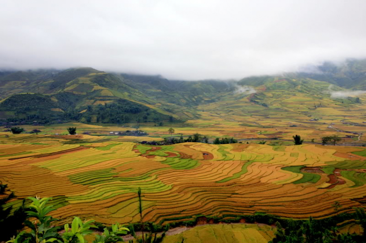 Lúa chín Tú Lệ - Mù Cang Chải.