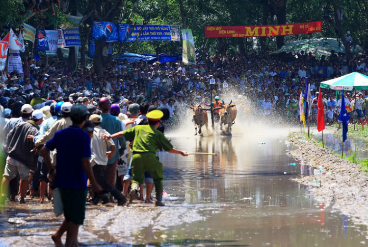 Lễ hội đua bò An Giang