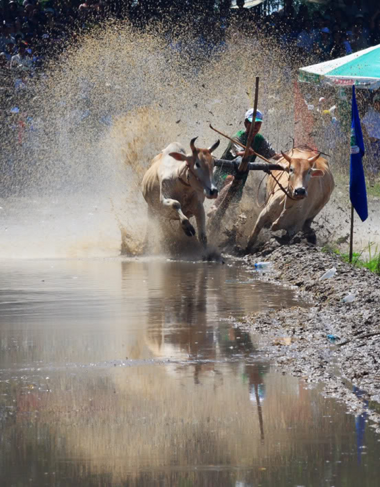 Lễ hội đua bò An Giang