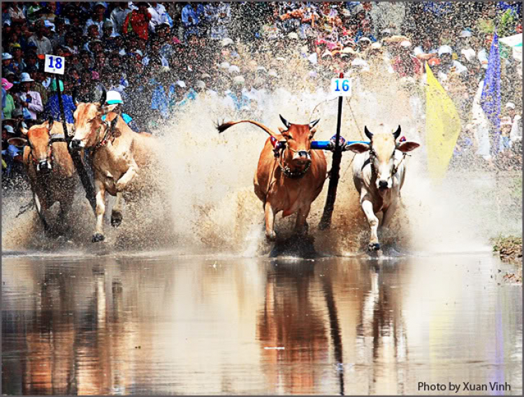 Lễ hội đua bò An Giang