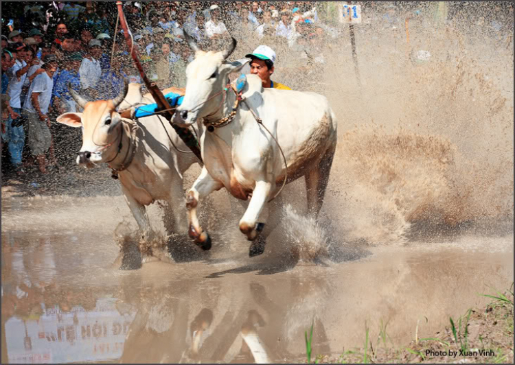 Lễ hội đua bò An Giang