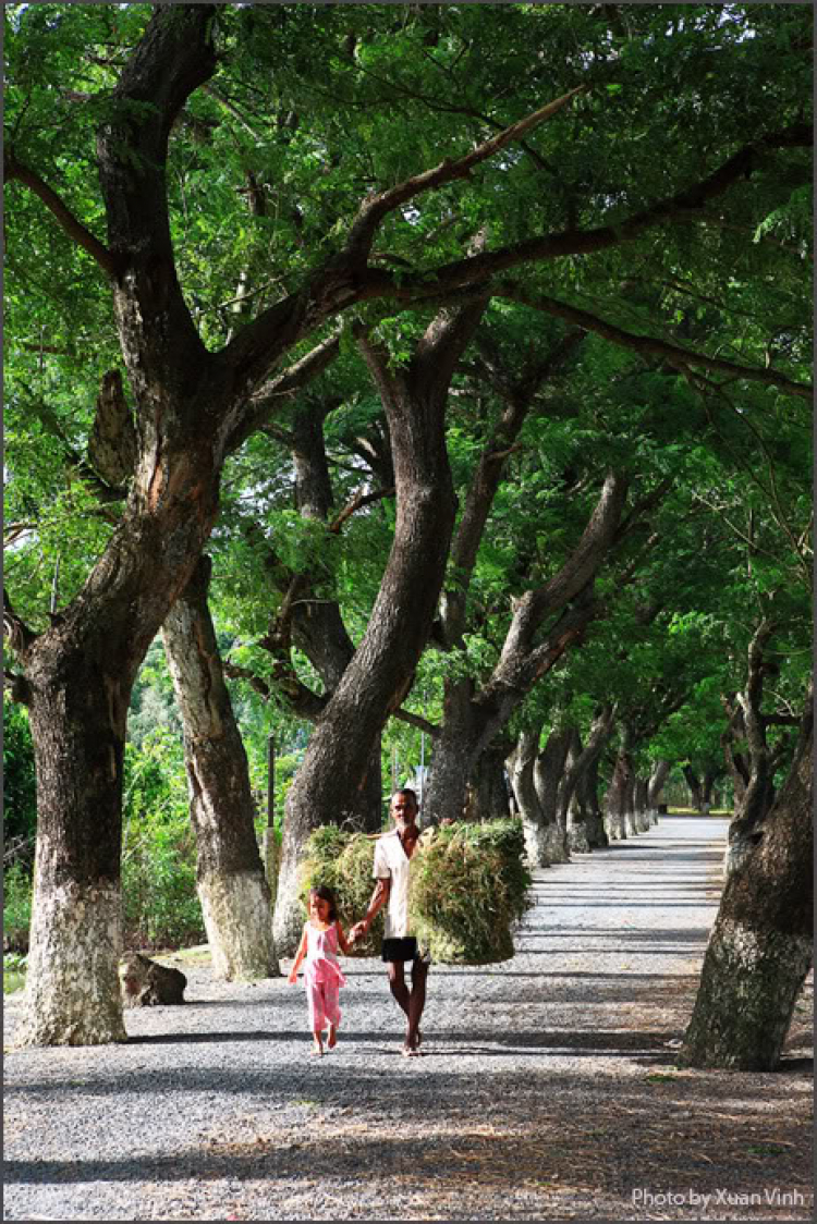 Lễ hội đua bò An Giang