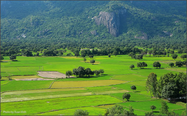 Lễ hội đua bò An Giang