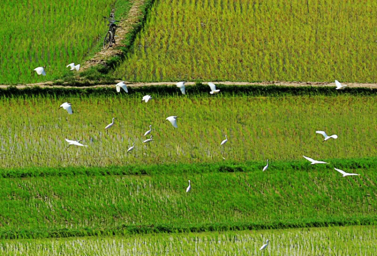 Lễ hội đua bò An Giang