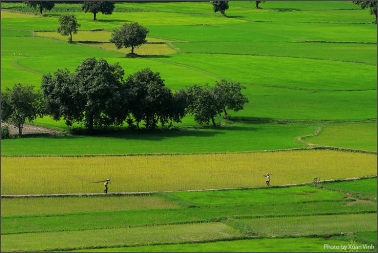 Lễ hội đua bò An Giang