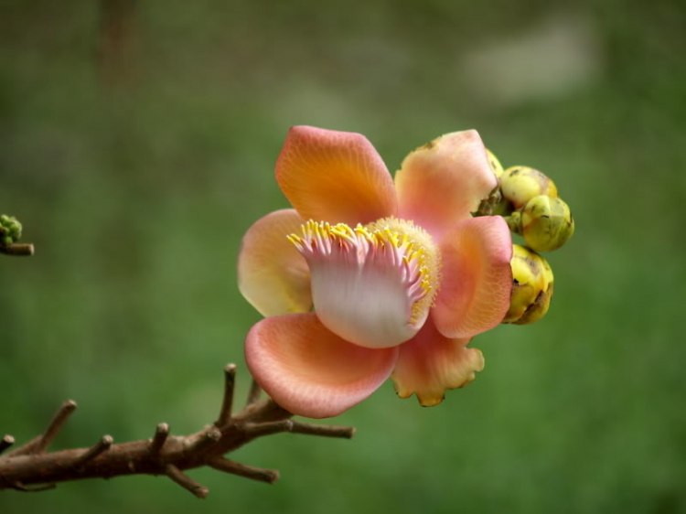 Ảnh Hoa